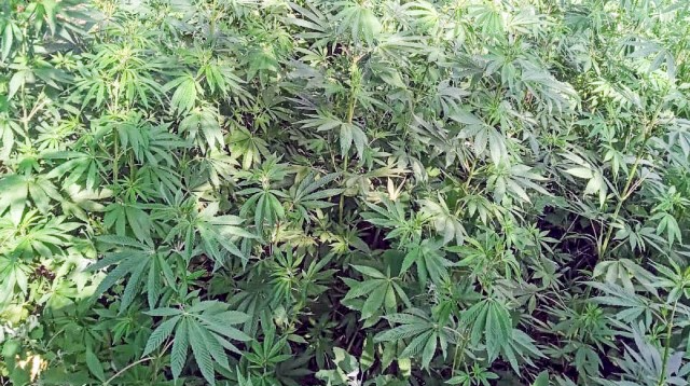 Polis 1,2 kq narkotik aşkarladı 