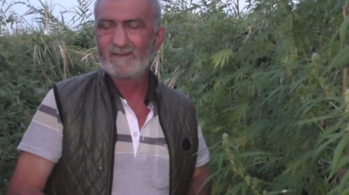 Həyətində çətənə yetişdirən Yevlax sakini saxlanıldı - FOTO 