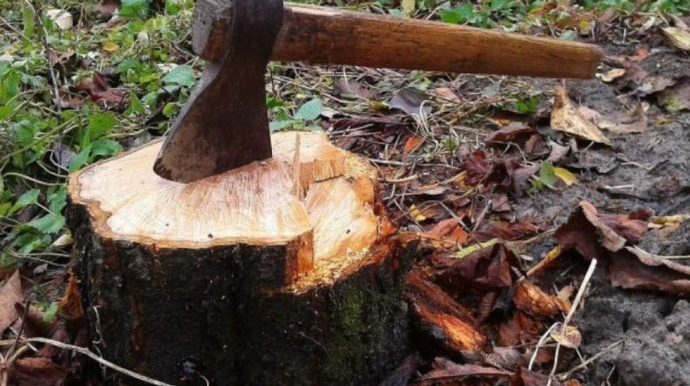 Hезаконно вырублены деревья, нанесен ущерб на более 114 тыс. манатов 