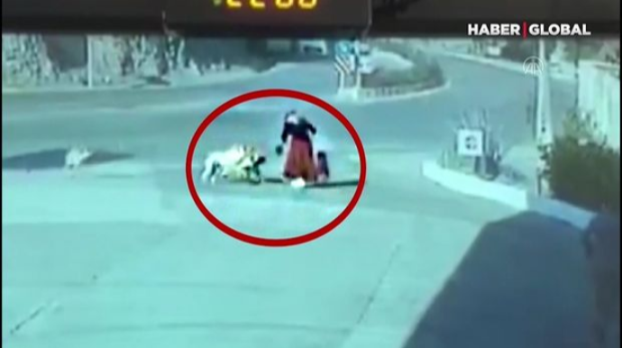 Qadın küçə itlərinin hücumuna məruz qaldı - ANBAAN VİDEO 