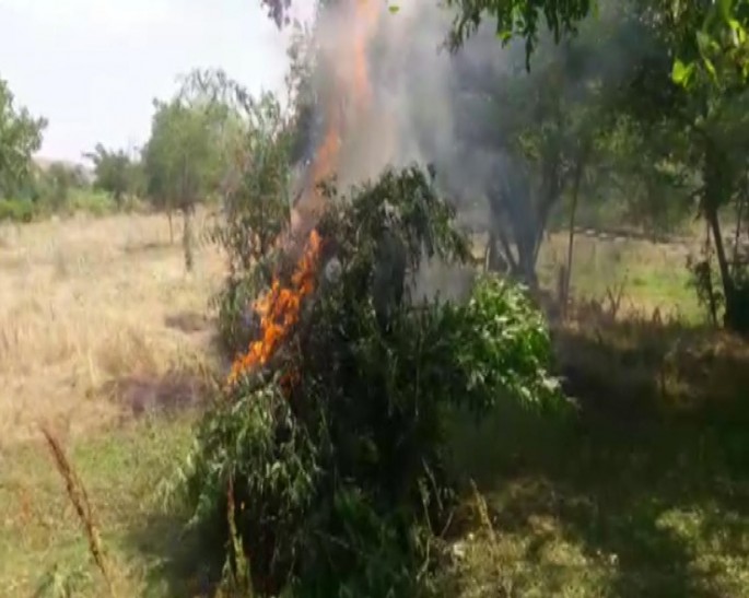 DİN-dən əməliyyat: 500 kiloqrama yaxın çətənə kolu məhv edilib - FOTO