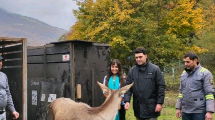 Leyla Əliyeva Milli Parka marallar buraxdı - FOTOLAR 