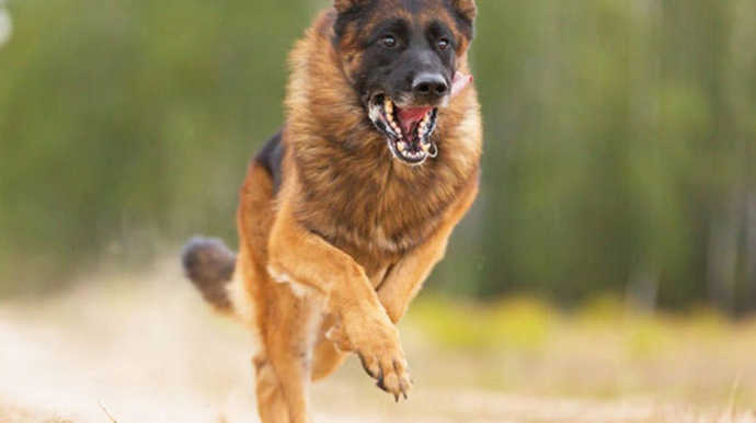 Sahibsiz it qadına hücum etdi - Bakıda 