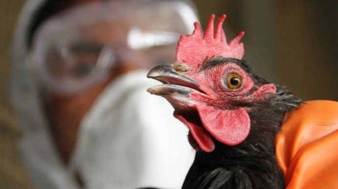 Azərbaycanda quş qripinə yoluxma halı aşkarlanıb? - Rəsmi AÇIQLAMA 