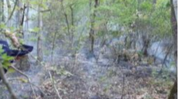 Bakıda ağacların məhv edilməsi ilə bağlı cinayət işi açılıb