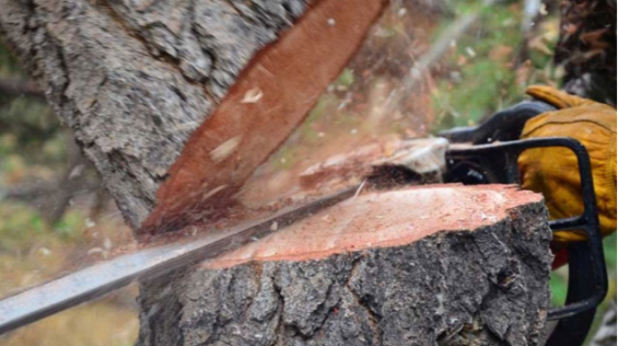 Bir həftəyə təbiətə 135 minlik ziyan vurdular 