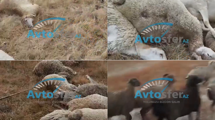 Laçın dağlarında ildırım 100-ə yaxın heyvanı məhv etdi - VİDEO