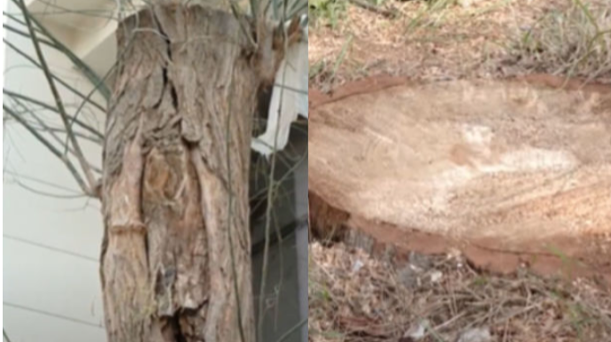 Bakıda qanunsuz yolla 27 ağac kəsilib: Təbiətə 50 min manat ziyan dəyib    - VİDEO