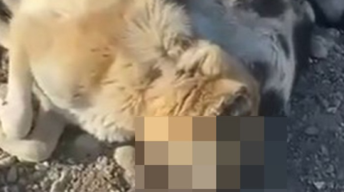 DİN-dən itlərin kütləvi öldürülməsi ilə bağlı AÇIQLAMA 