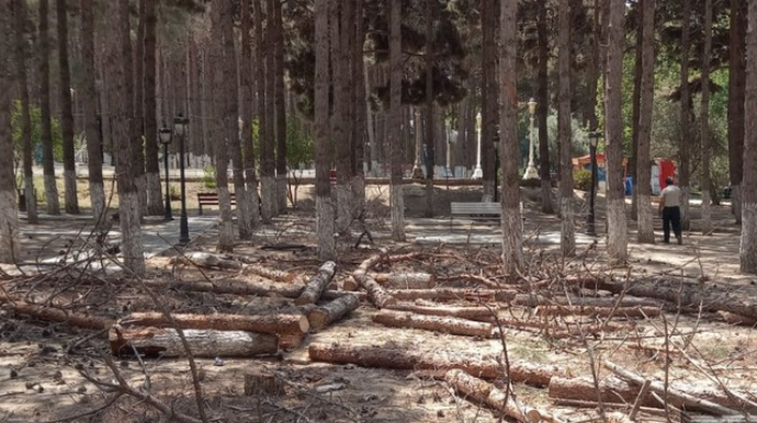 Xırdalanda ağacların kütləvi şəkildə kəsilməsinə aydınlıq gətirilib - FOTO