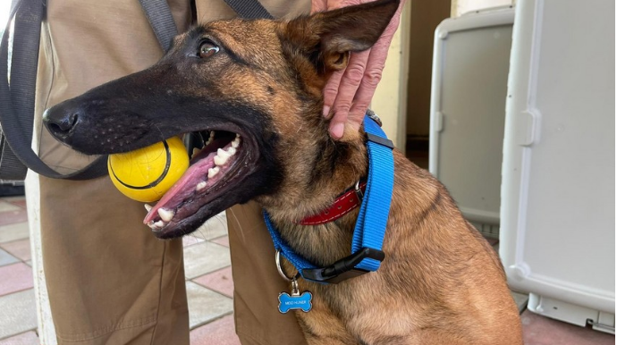 ABŞ-ın Azərbaycana verdiyi minaaxtaran itlərin saxlanıldığı mərkəz ziyarət olunub  - FOTO