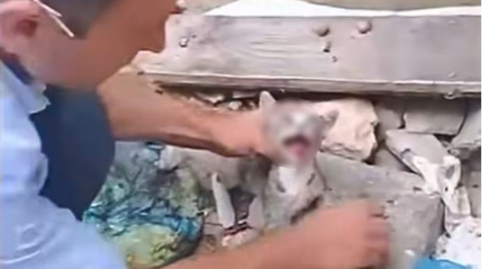 Pişiyə rəhmsizlik edən şəxs məsuliyyətə cəlb olundu - FOTO