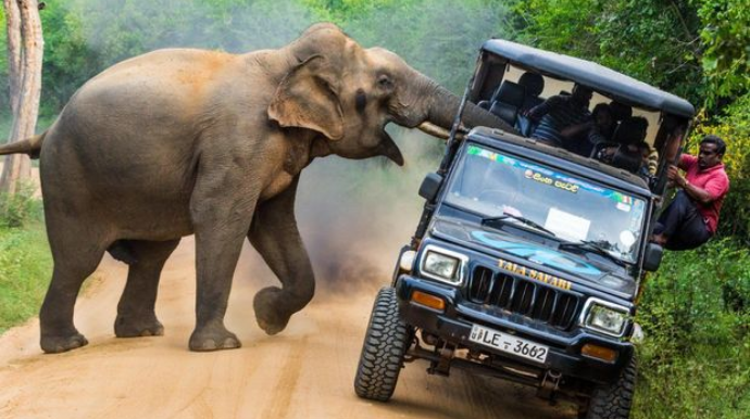 Afrikada fil safari həvəskarlarına qorxulu anlar yaşatdı - VİDEO 
