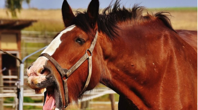 Ceyranbatanda atları döyüb öldürüblər – VƏTƏNDAŞ ŞİKAYƏTİ- VİDEO 