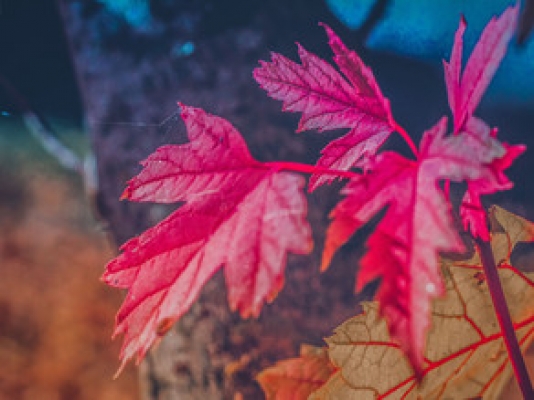 Bu günə olan hava proqnozu AÇIQLANDI