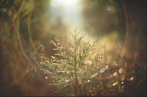 Bayram günlərində olan hava proqnozu AÇIQLANDI