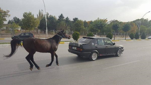 Atı maşının arxasına bağlayıb yola çıxdı - FOTO