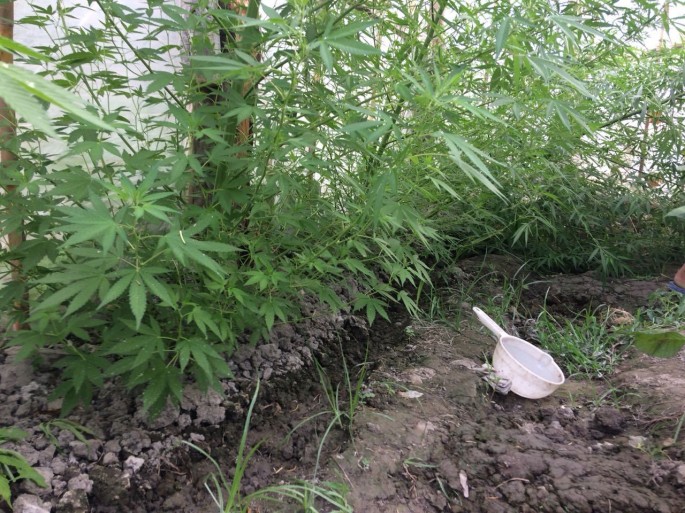 Həyətində narkotik bitkilər əkib becərən şəxs saxlanılıb - FOTO