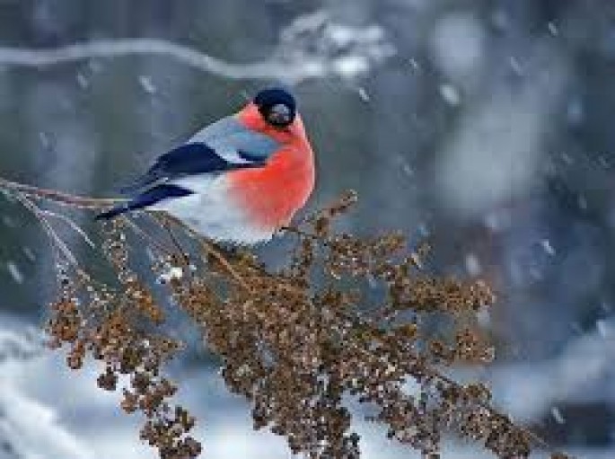 Bu gecədən Kiçik çillə başlayır