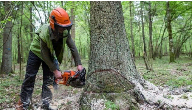 Ağac kəsən Lerik sakini faciəli şəkildə can verdi