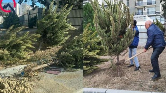 Xətaidə qanunsuz çıxarılan ağaclar yenidən torpağa basdırıldı  - FOTO