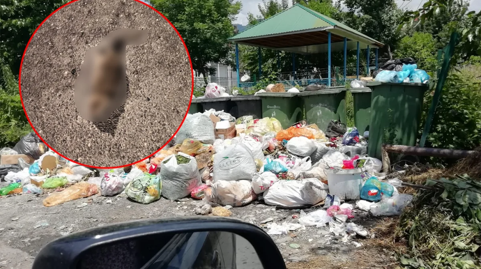 Qəbələdə üfunət və iri siçanlardan şikayət: Sakinlərin kömək istədiyi məsələyə REAKSİYA