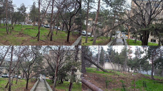 Şəhidlər məscidi yaxınlığında təhlükə: 20 gündür aşmış ağac götürülmür - FOTOLAR