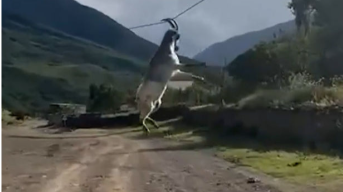 Dağıstanda keçi elektrik xəttində yellənib - VİDEO 