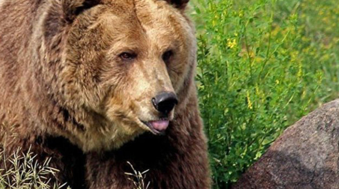 В Нахчыванской АР медведь напал на отца и сына