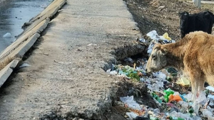 İmişlidə dağılmış, zibil içində olan yol  - FOTO