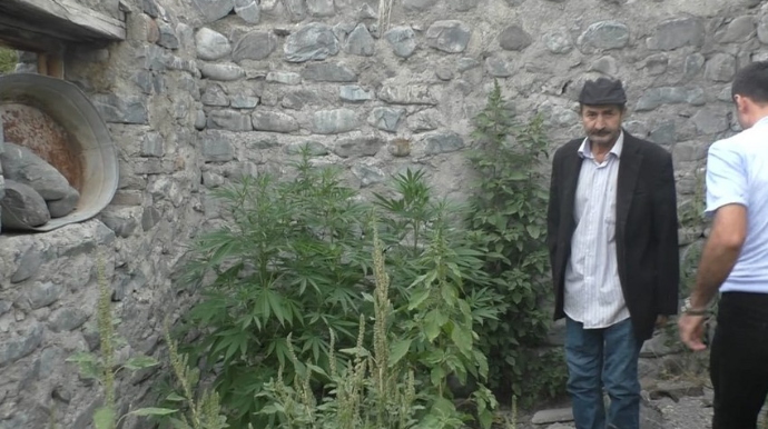 Qaxda evinin həyətində narkotik becərən şəxs saxlanılıb  - FOTO