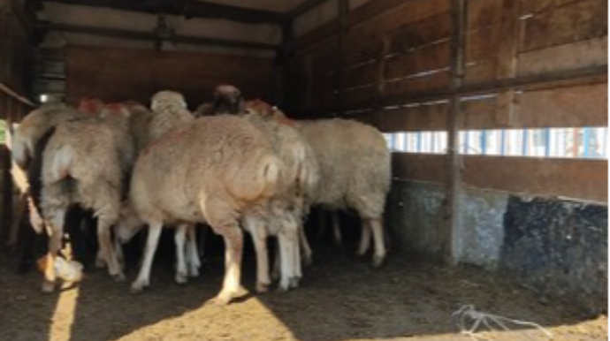 Cəbhədə qurbanlar kəsilib