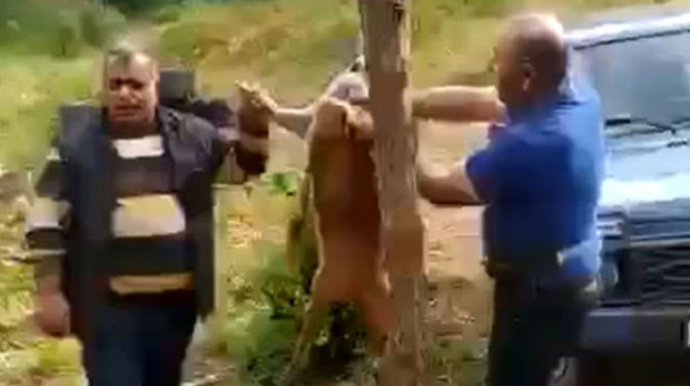 Laçında iki nəfər cüyür ovlayıb, kef məclisi təşkil etdi - VİDEO 