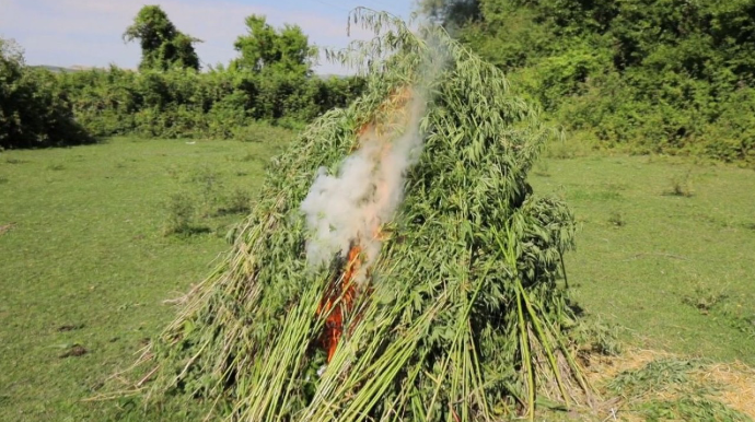 Dörd ton çətənə kolu məhv edildi 