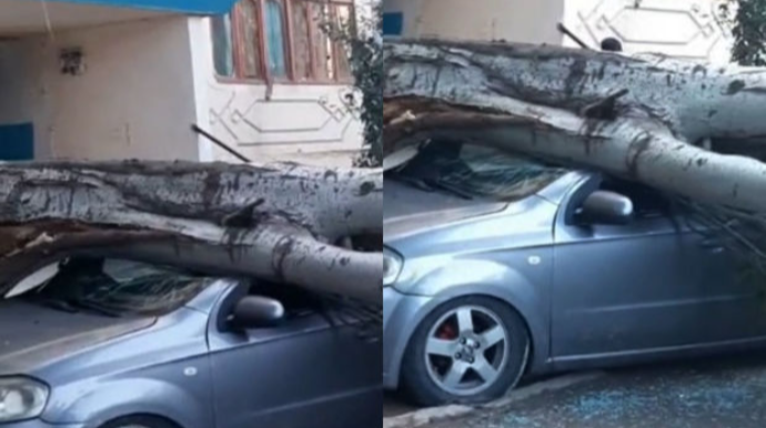 Sumqayıtda ağac avtomobilin üstünə aşdı  - VİDEO