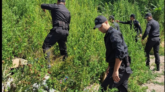 DTX və polis Laçında birgə tədbirlər keçirib, çətənə bitkiləri aşkarlanıb   - FOTO