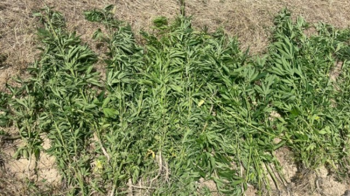 Ağsuda 1 tondan artıq narkotik bitkisi məhv edildi 