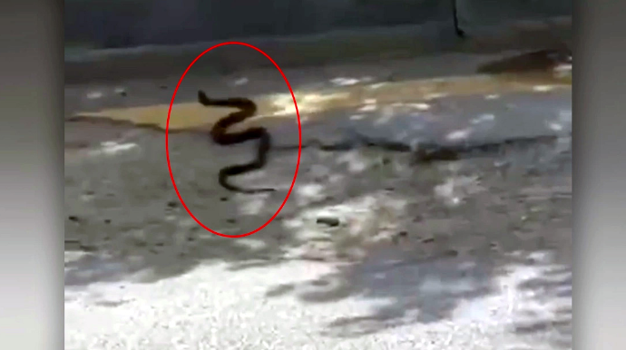 Bakının mərkəzində ilanların peyda olmasının səbəbi nədir? - VİDEO