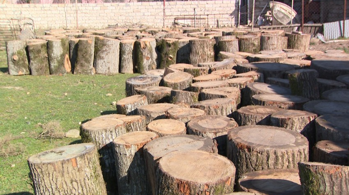 Azərbaycanda 100-150 illik ağacları kəsən dəstə üzvlərinə qarşı əməliyyat keçirilib  - FOTO - VİDEO