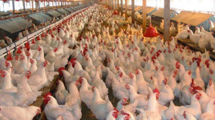 Bu ölkələrdən quş əti idxalı dayandırıldı 