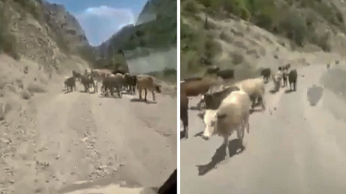 Azərbaycanlı fermerlər mal-qarasını Kəlbəcərdəki yaylağa aparır  - VİDEO