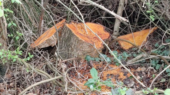 Oğuzda ağacların kəsilməsinə görə cinayət işi başladı - FOTO 