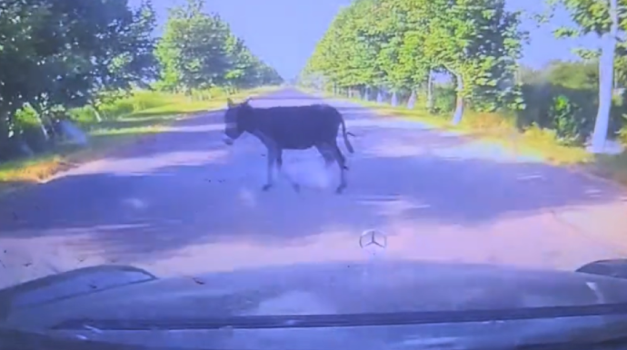 Eşşəyi vurmamaq üçün dayandı; arxadan vurub kanala atdılar - VİDEO   