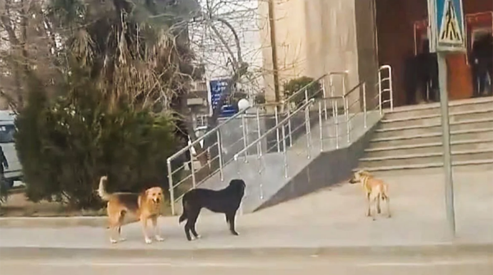 В Билясуварском районе за две недели 26 человек пострадали от укусов собак