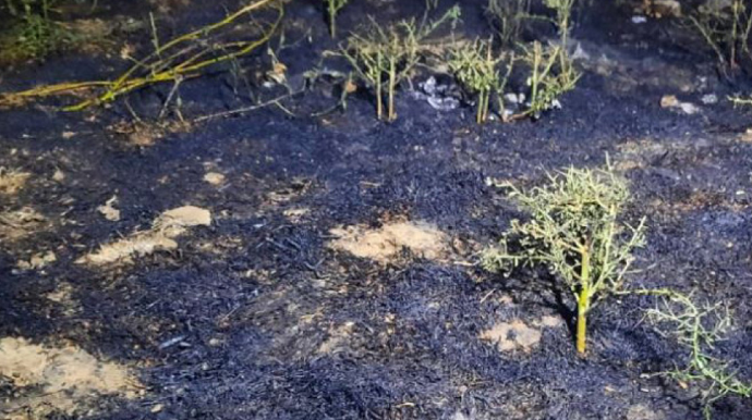 Şabranda 10 hektardan artıq ərazini yandıran şəxs saxlanılıb   - FOTO