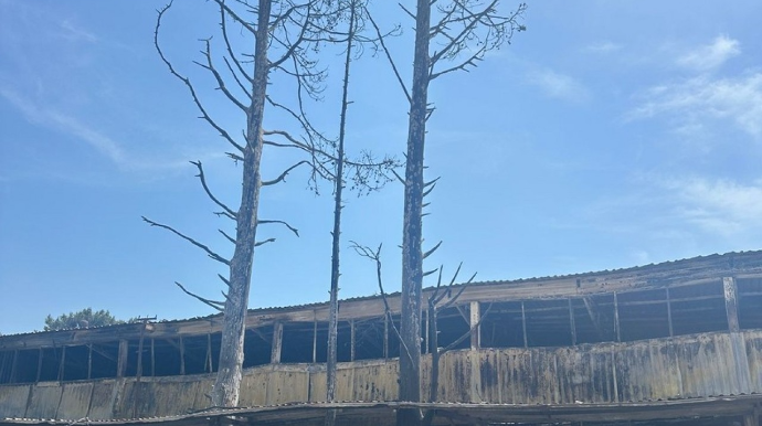 Binəqədidəki yanğında 5 ağaca ziyan dəydi 