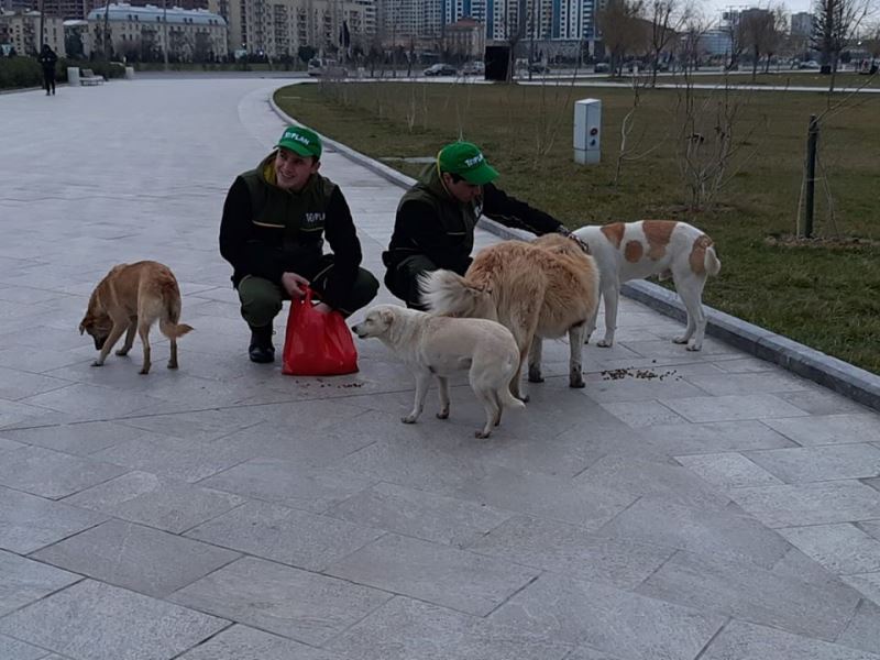 Bakının bu yerlərini sahibsiz itlərdən “təmizləyiblər” - FOTOLAR
