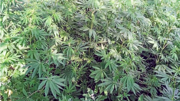 İsmayıllıda narkotik yetişdirən Zərdab sakini tutulub