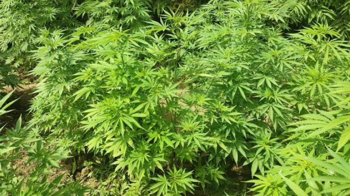 Həyətində narkoplantasiya salan Cəlilabad sakini tutuldu  - FOTO