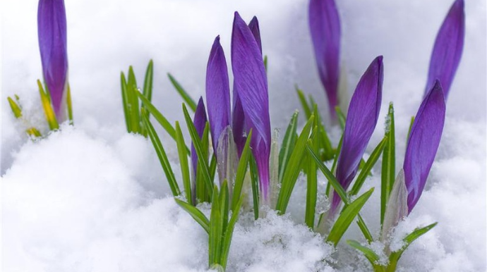 Azərbaycanda boz ay başladı